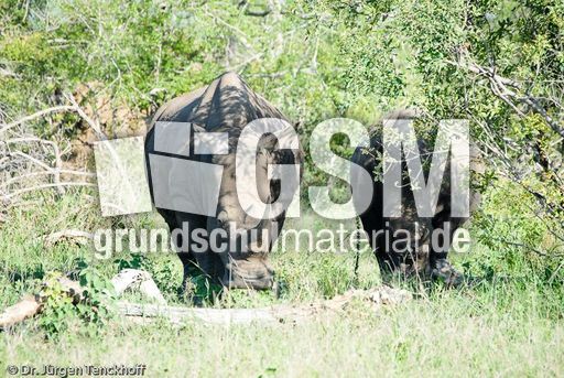 Breitmaulnashorn (12 von 28).jpg